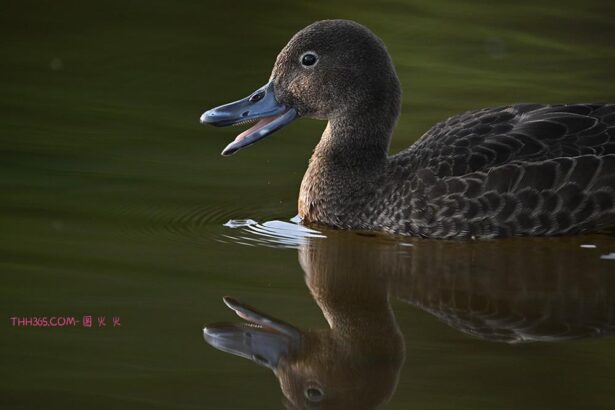 镜见湿地生灵，传递自然共生之韵