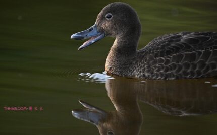 镜见湿地生灵，传递自然共生之韵