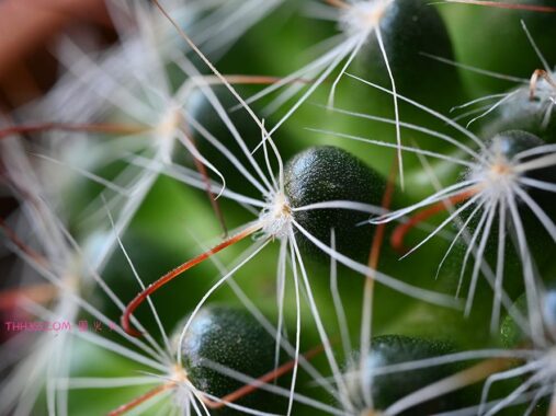 世界野生动植物日 尼康以影像绘就自然生灵之美
