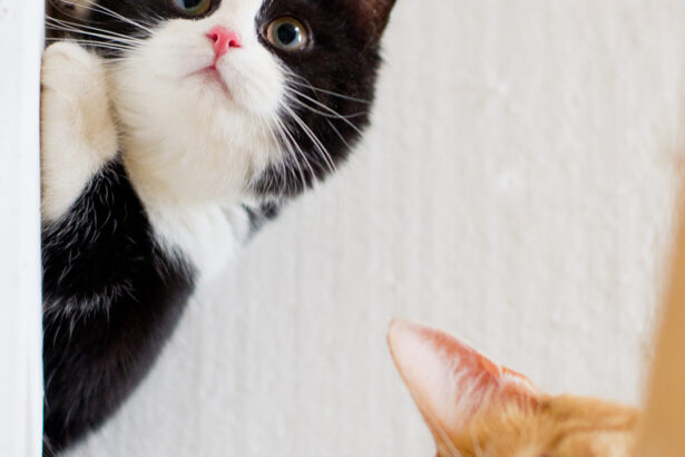 桌面壁纸 013 萌宠动物喵星人高清壁纸 